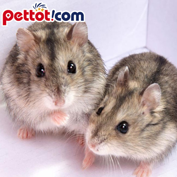 Top 5 dòng chuột hamster dễ thương nhất thế giới
