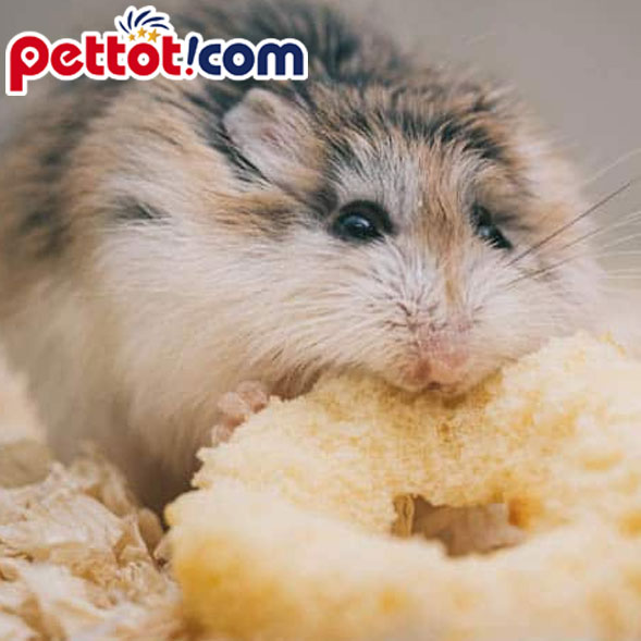 Chuột Hamster Màu Sóc Xám Giá Rẻ Đẹp Đã Được Thuần Chủng Tại Hà Nội