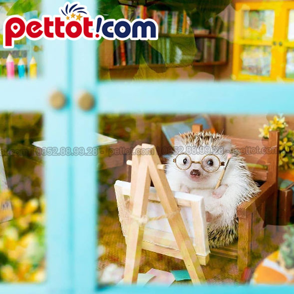 Hình ảnh nhím cảnh đang có mặt tại Shop thú cưng pettot-com