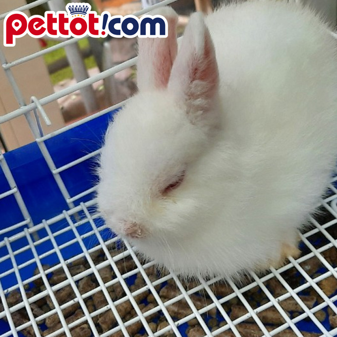 Thỏ Hà Lan Lùn màu trắng siêu đẹp giá rẻ tại Hà Nội 