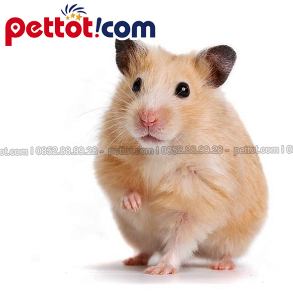 Chuột hamster campell giá thế nào? 