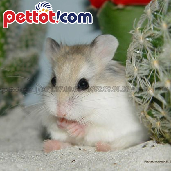 Ngoài ra không thể thiếu những thứ khác - Chuột hamster đẹp 
