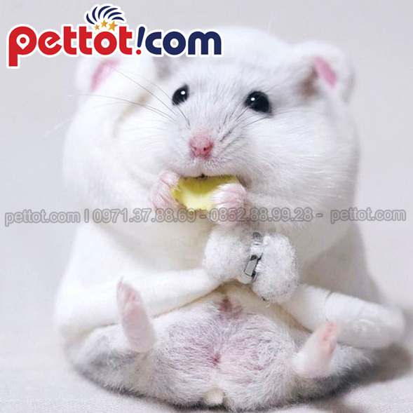 mua chuột hamster ở Hà Nội giá tốt nhất
