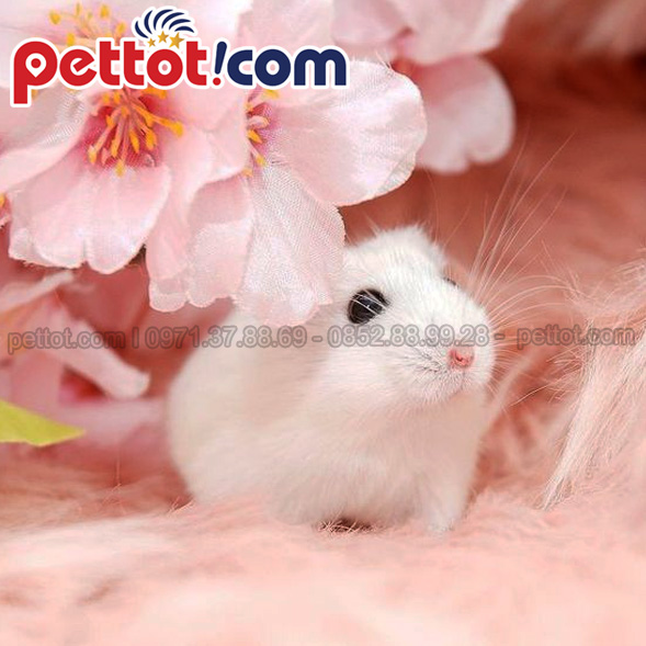 Cam kết chuột hamster ở Hà Nội đẹp, con giống tốt nhất Hà Thành