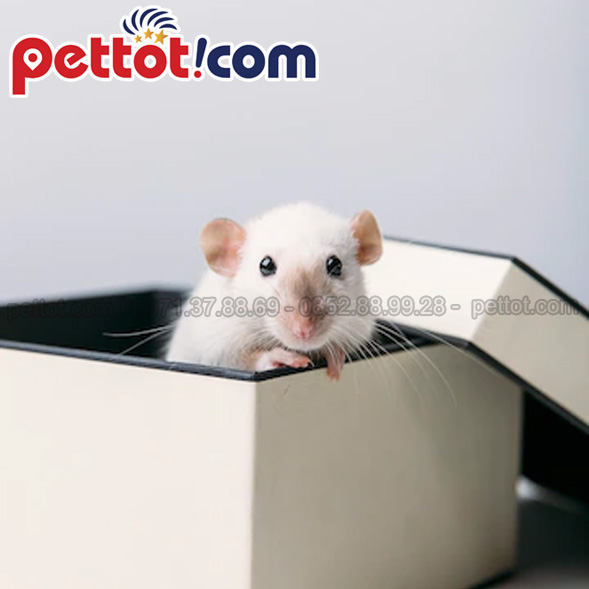 mua chuột hamster ở hà nội giá rẻ