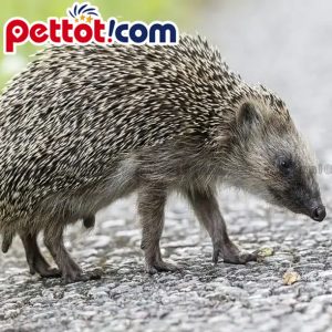 Nhím Châu Âu (European Hedgehog)