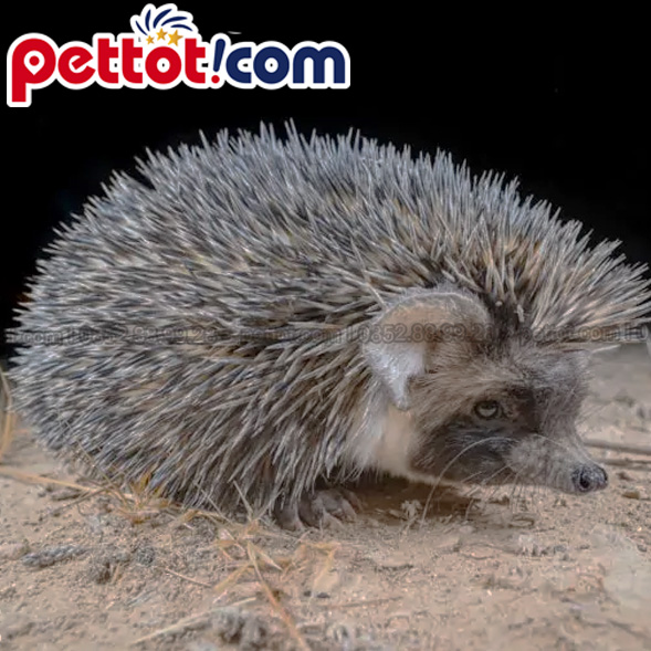 Nhím sa mạc (Desert Hedgehog)