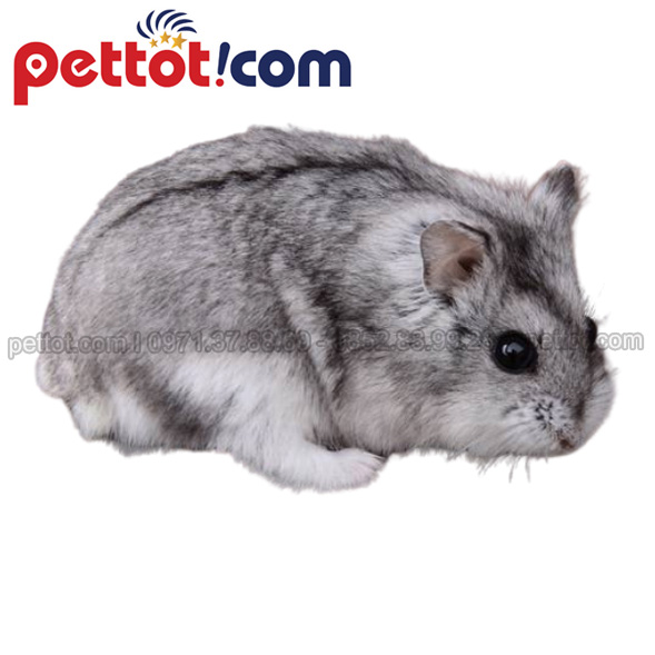 chuột Hamster ở hà nội có đuôi cụt siêu ngắn 
