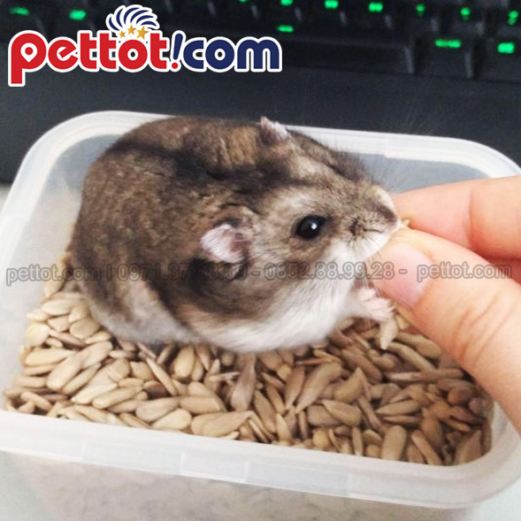 Chuột Hamster giá rẻ chuột Hamster Kích thước nhỏ bé, thậm chí nằm gọn trong lòng bàn tay