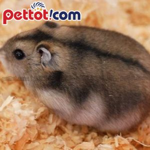 Những điều cần biết nuôi chuột Hamster Campell