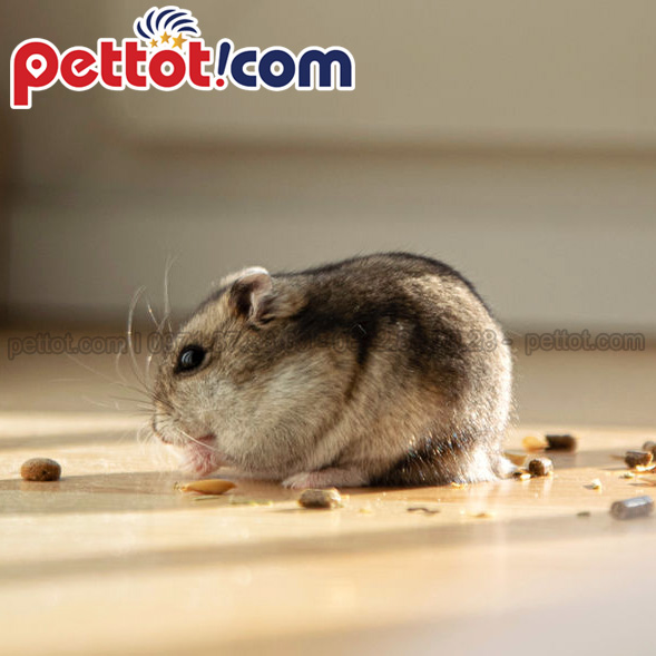 Chuột Hamster giá rẻ chuột Hamster ưa thích hoạt động về đêm 