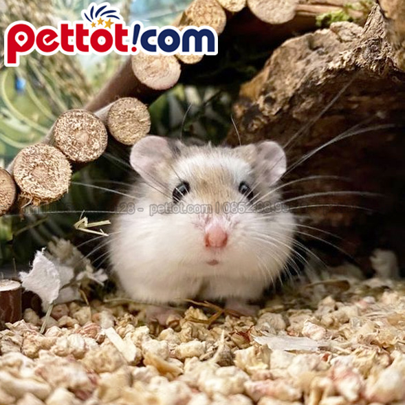 Nơi mua bán chuột Hamster Robo Giá Rẻ | Uy Tín Nhất!!