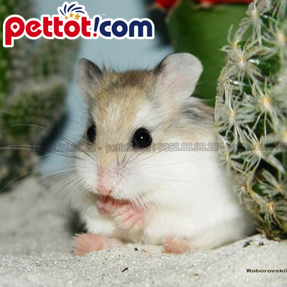 1. Chuột Hamster Robo có đặc điểm như thế nào?