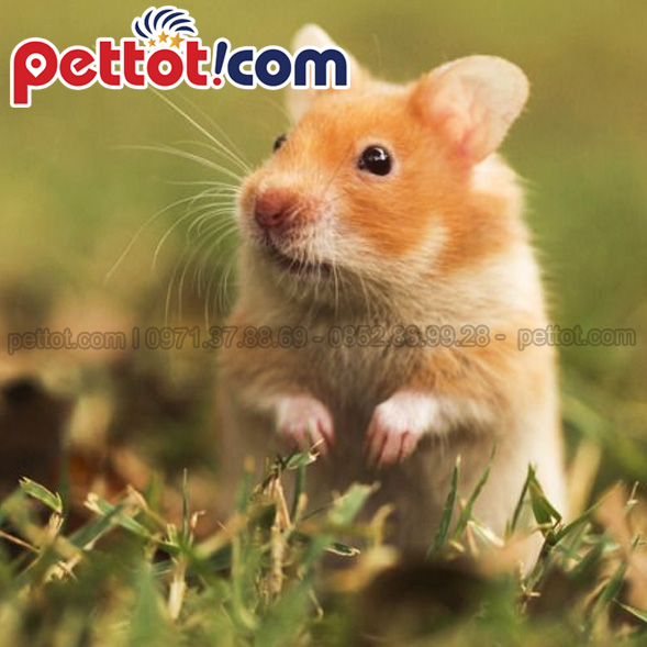 Mua chuột hamster gần đây - Siêu nhỏ nhắn, thông minh và đáng yêu 