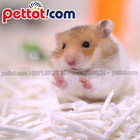 Kinh nghiệm chăm sóc chuột Hamster sinh sản