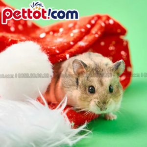 vấn đề sinh sản của chuột Hamster