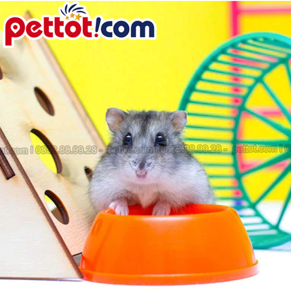 Vị trí đặt chuồng chuột Hamster