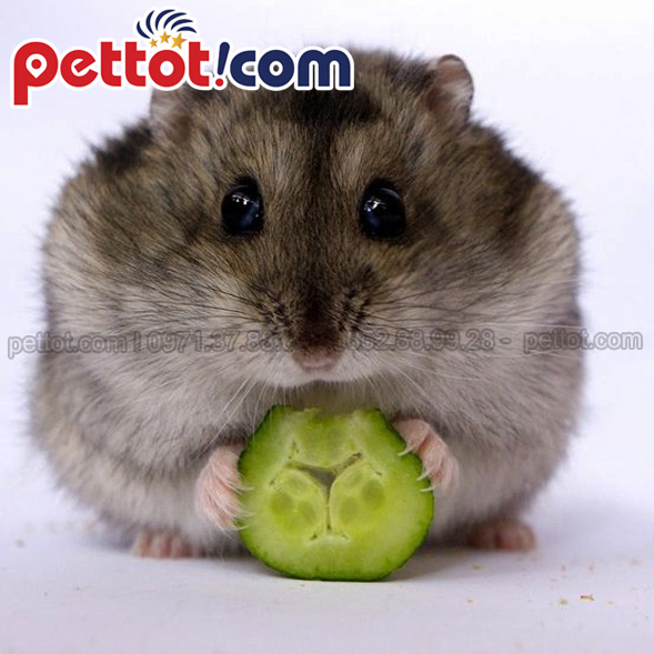 Chuột Hamster ăn gì? Thức ăn tốt nhất cho HamsterChuột Hamster ăn gì? Thức ăn tốt nhất cho Hamster