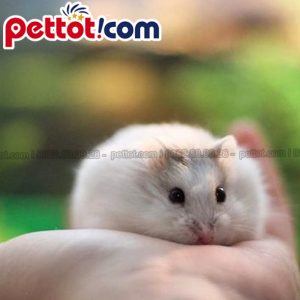 Thức ăn cho chuột Hamster