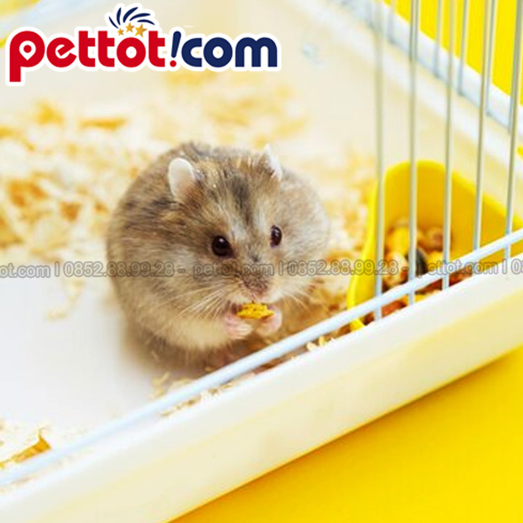 Chuột Hamster không nên ăn gì?