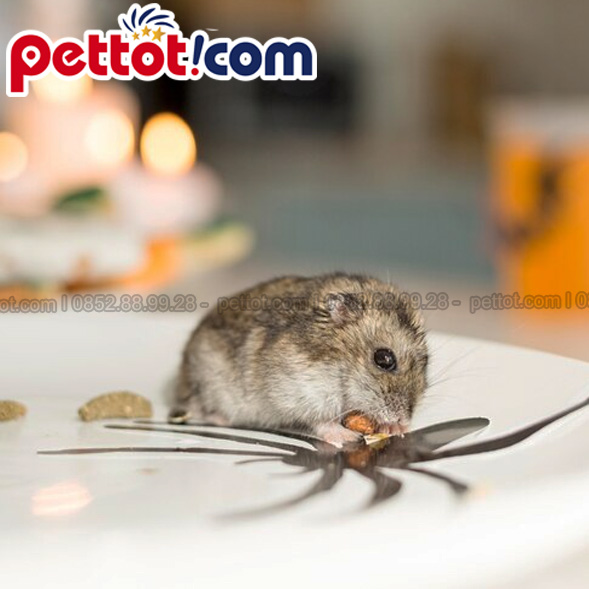 Thức ăn cho chuột Hamster – Thức ăn tốt nhất cho chuột Hamster