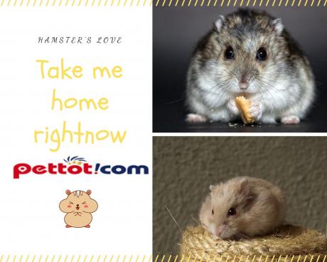 Kinh nghiệm nuôi chuột Hamster đẹp không phải anh cũng có