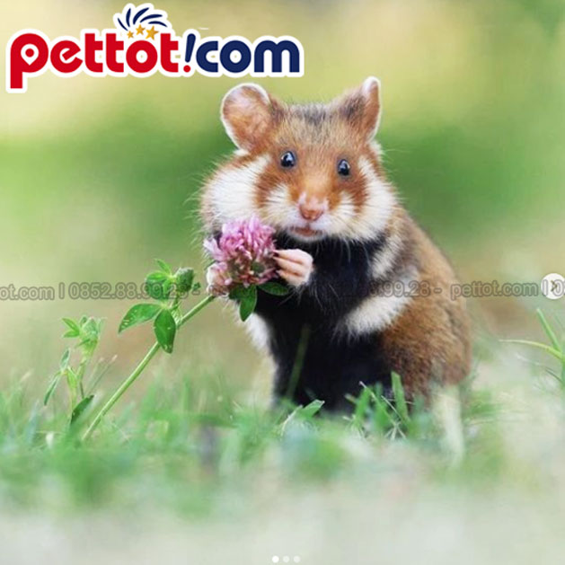 Thức ăn thương mại - Chuột hamster ăn gì