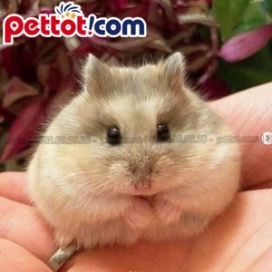 cửa hàng bán chuột Hamster siêu nhỏ nằm gọn trong lòng bàn tay
