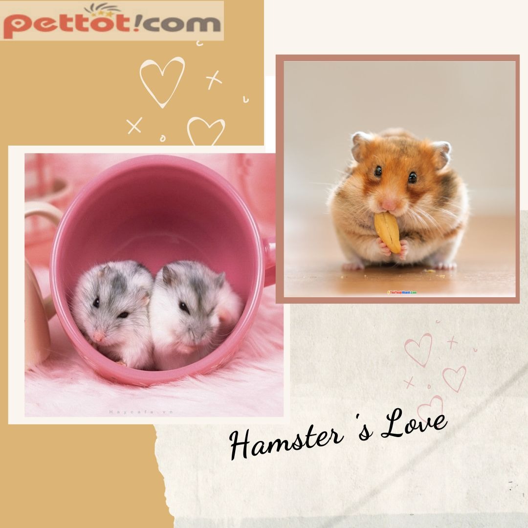 Shop bán chuột hamster Đẹp, Đa chủng loại << GIÁ TỐT >>