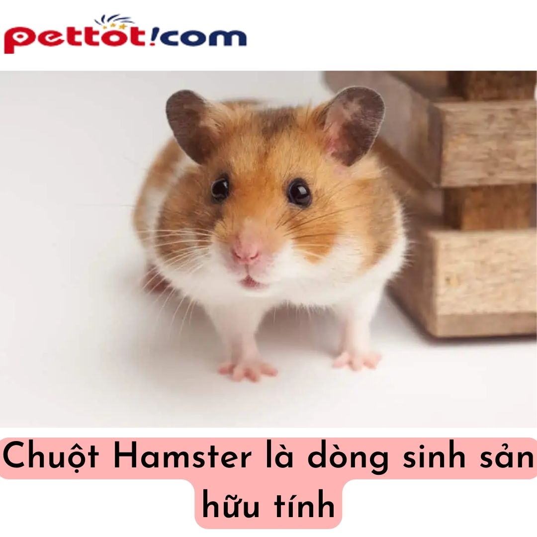 Chuột Hamster là dòng sinh sản hữu tính - Chuồng gỗ nuôi hamster 