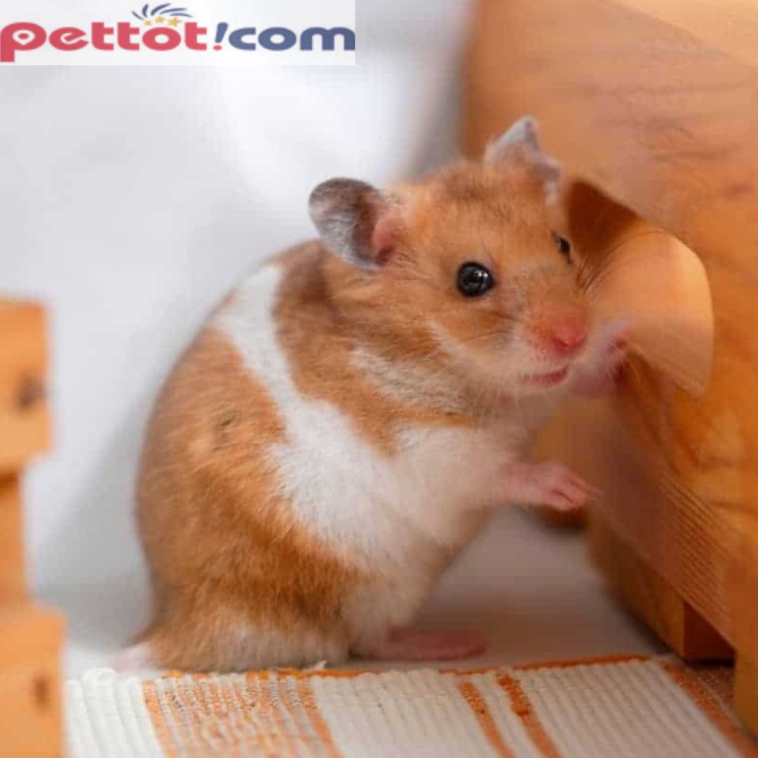 1. Chọn lồng hamster theo loại chuột đang nuôi