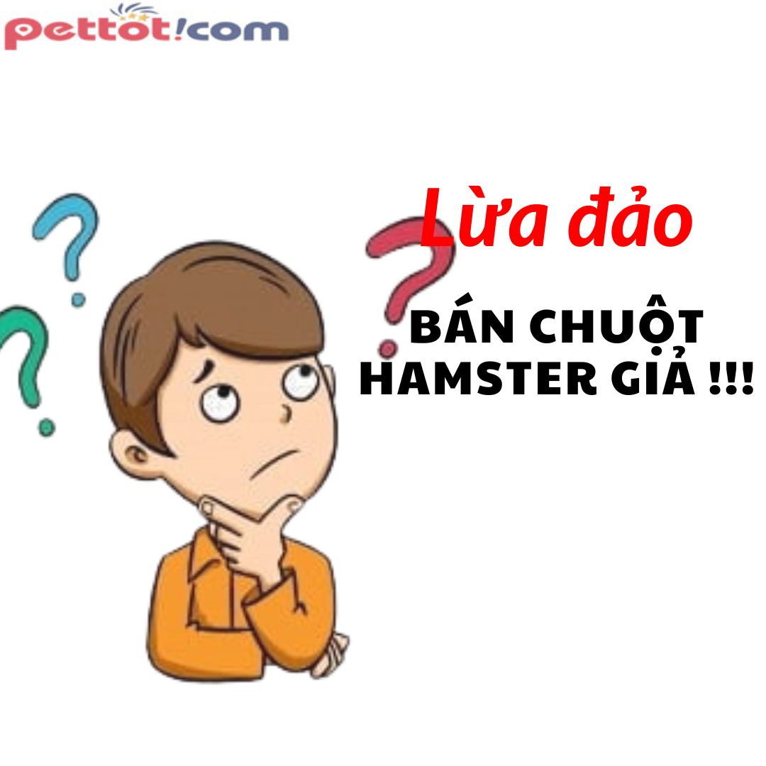 Pettot shop bán chuột hamster ở Hà Đông | [ Giá tốt ]