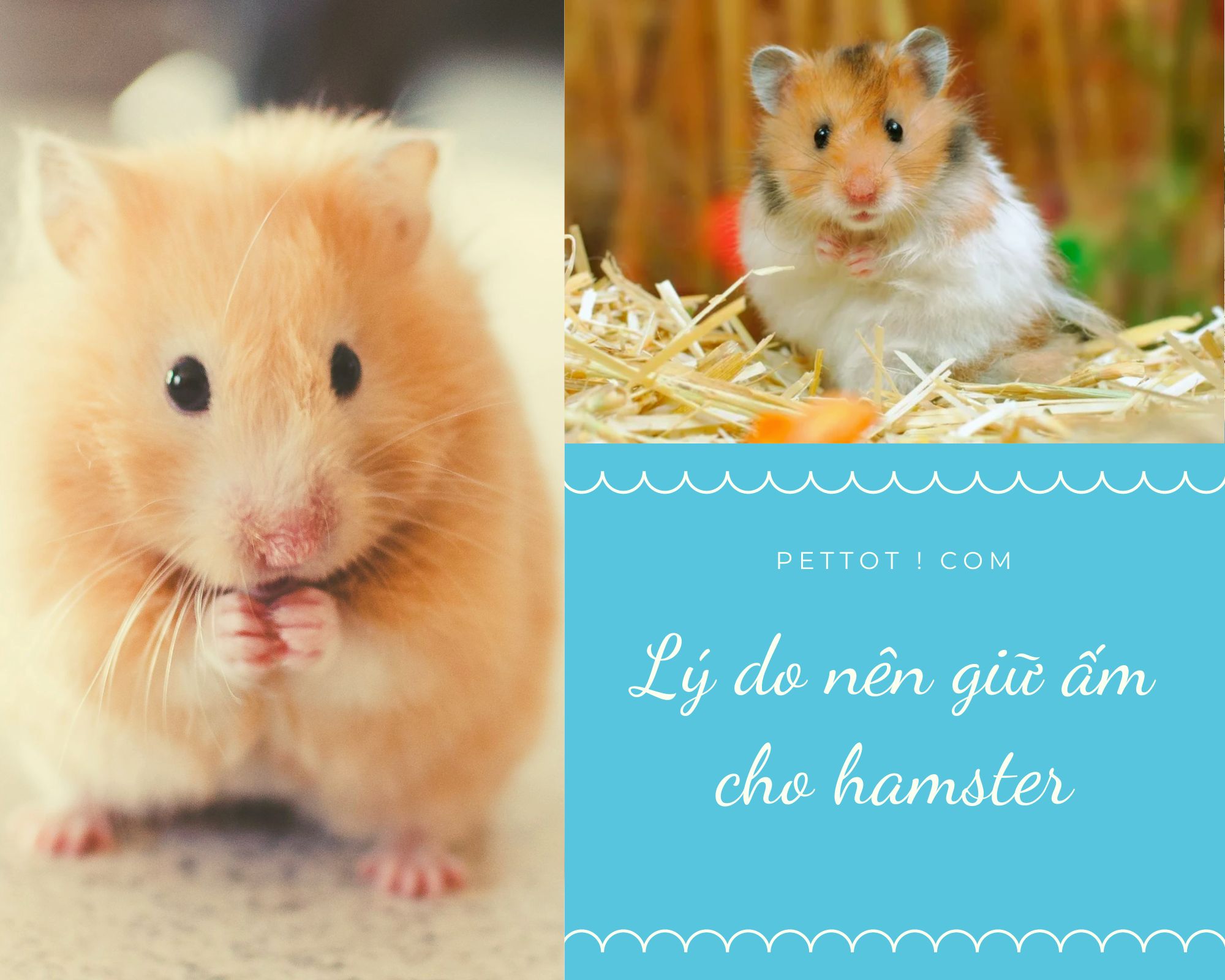 1. Lý do cần giữ ấm cho hamster trong mùa đông 