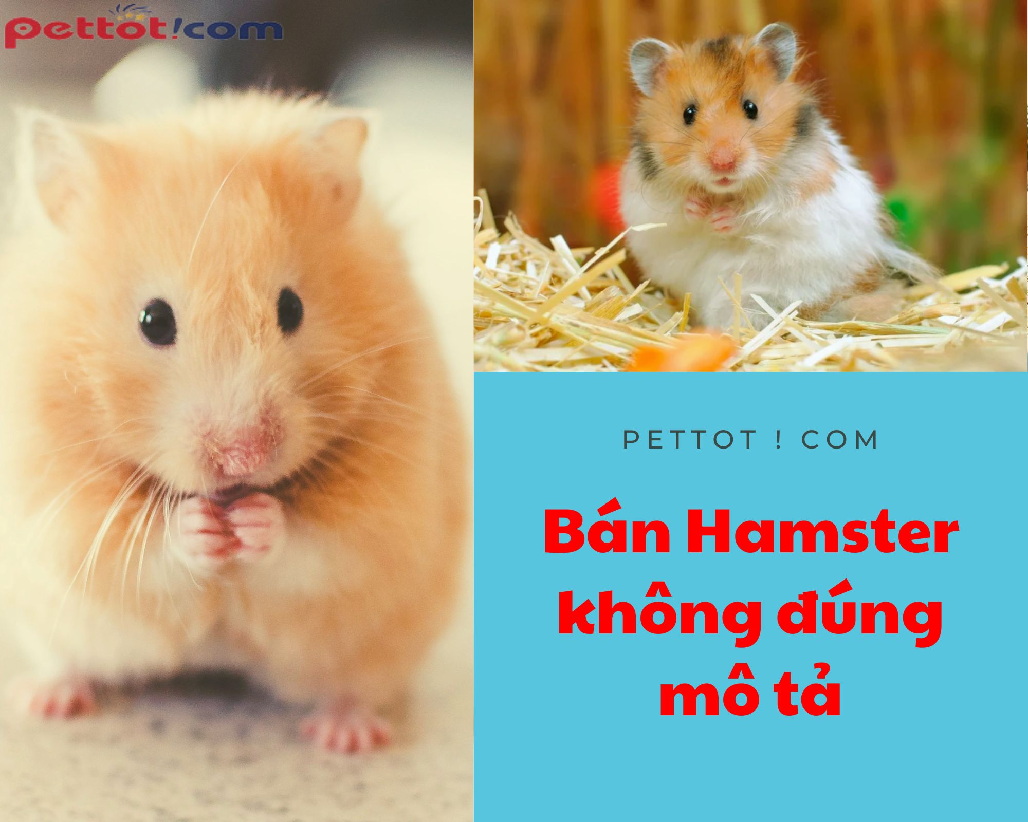 Bán chuột hamster giá tốt không đúng với những thông tin cung cấp