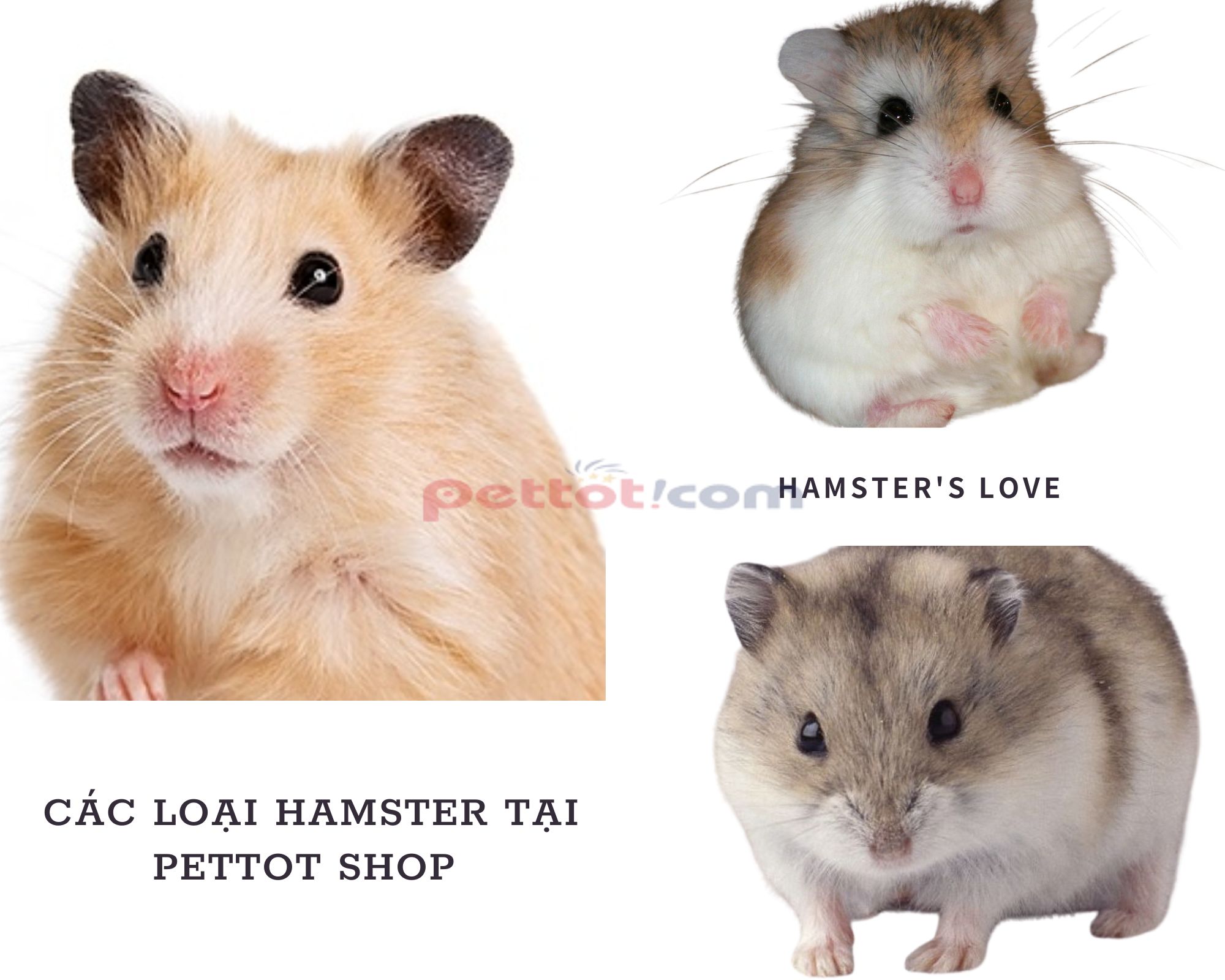 Cách chọn chuồng cho từng loại Hamster