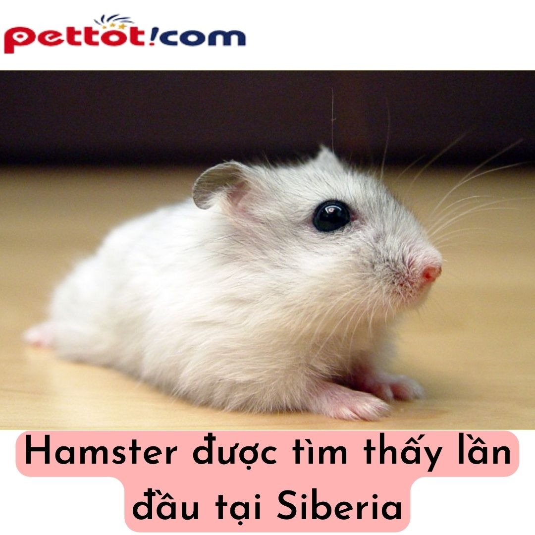 Nguồn gốc của chuột Hamster - Chuồng nuôi hamster bằng gỗ