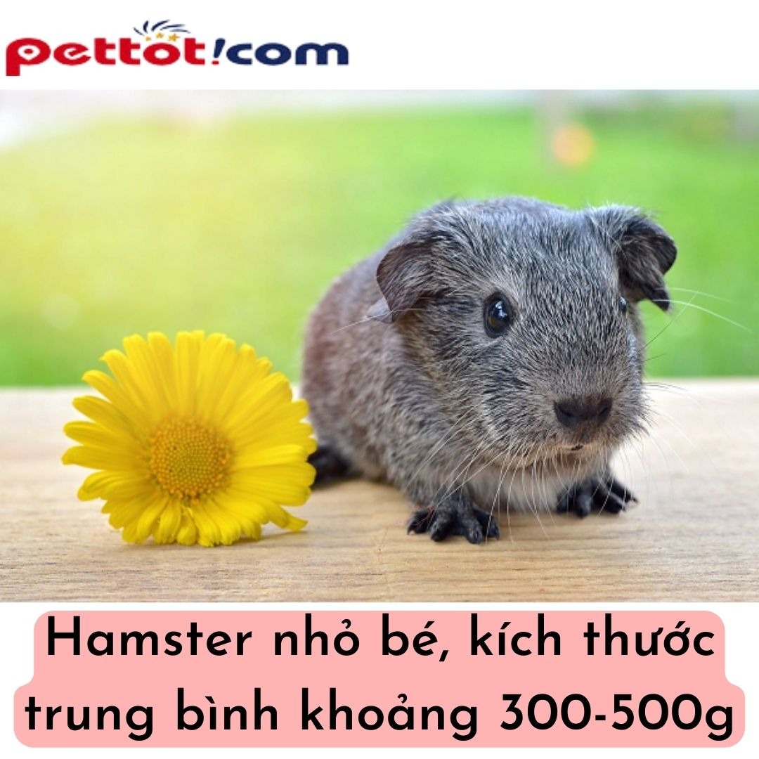 Đặc điểm của chuột Hamster - Chuồng nuôi hamster bằng gỗ