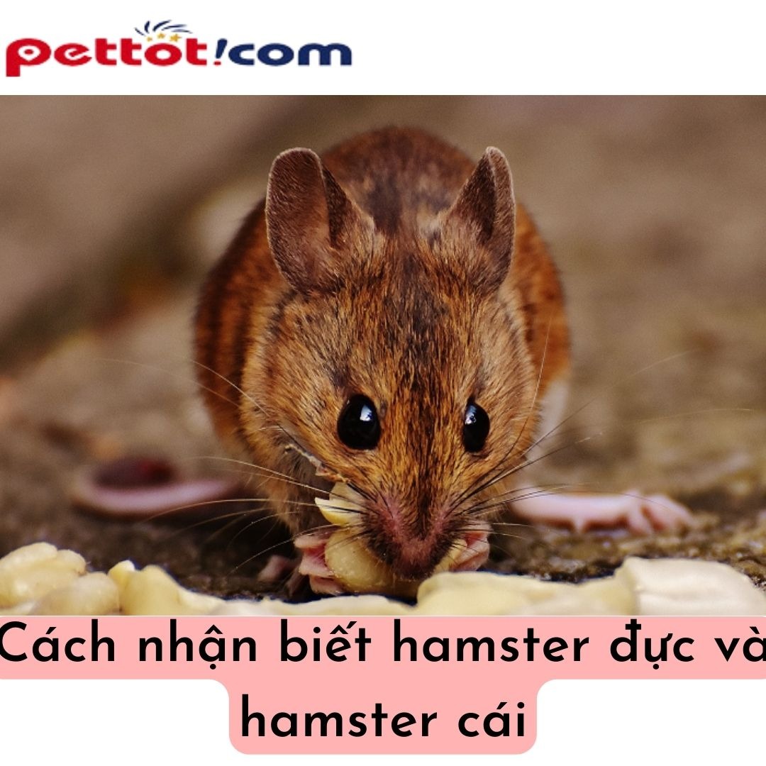 Cách nhận biết chuột Hamster đực và cái - Chuồng nuôi hamster làm từ gỗ