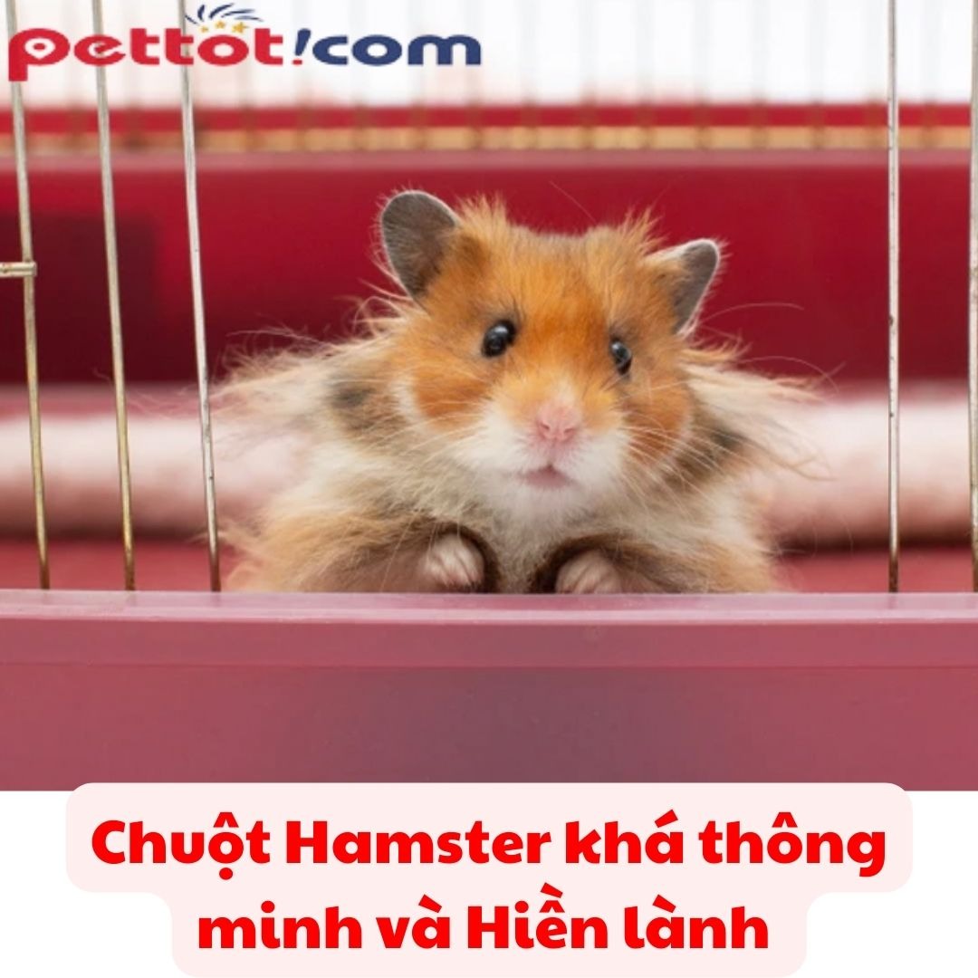 Tính cách thông minh, hiền hòa - Chuồng nhựa hamster