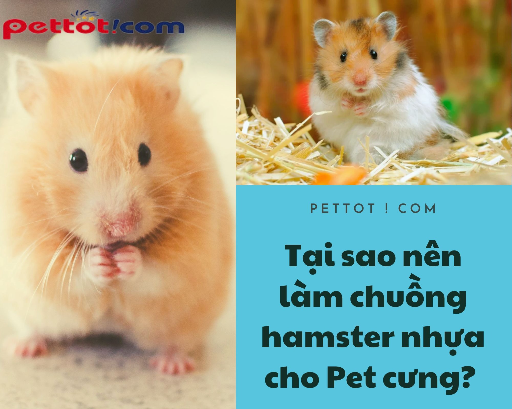 Tại sao nên làm chuồng hamster nhựa cho Pet cưng? 