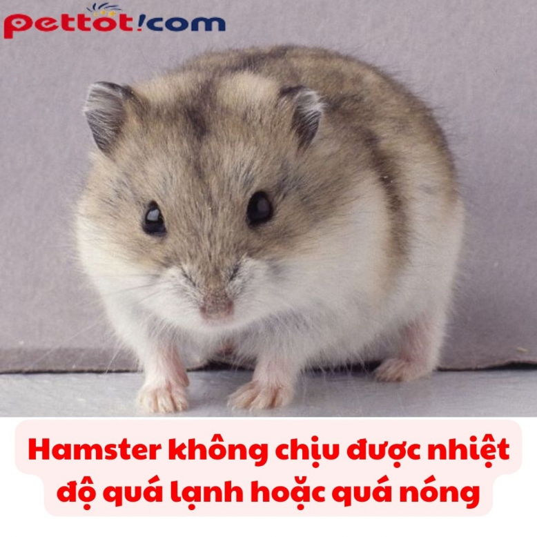 Tính cách đặc biệt và thông minh | Chuột hamster ship toàn quốc