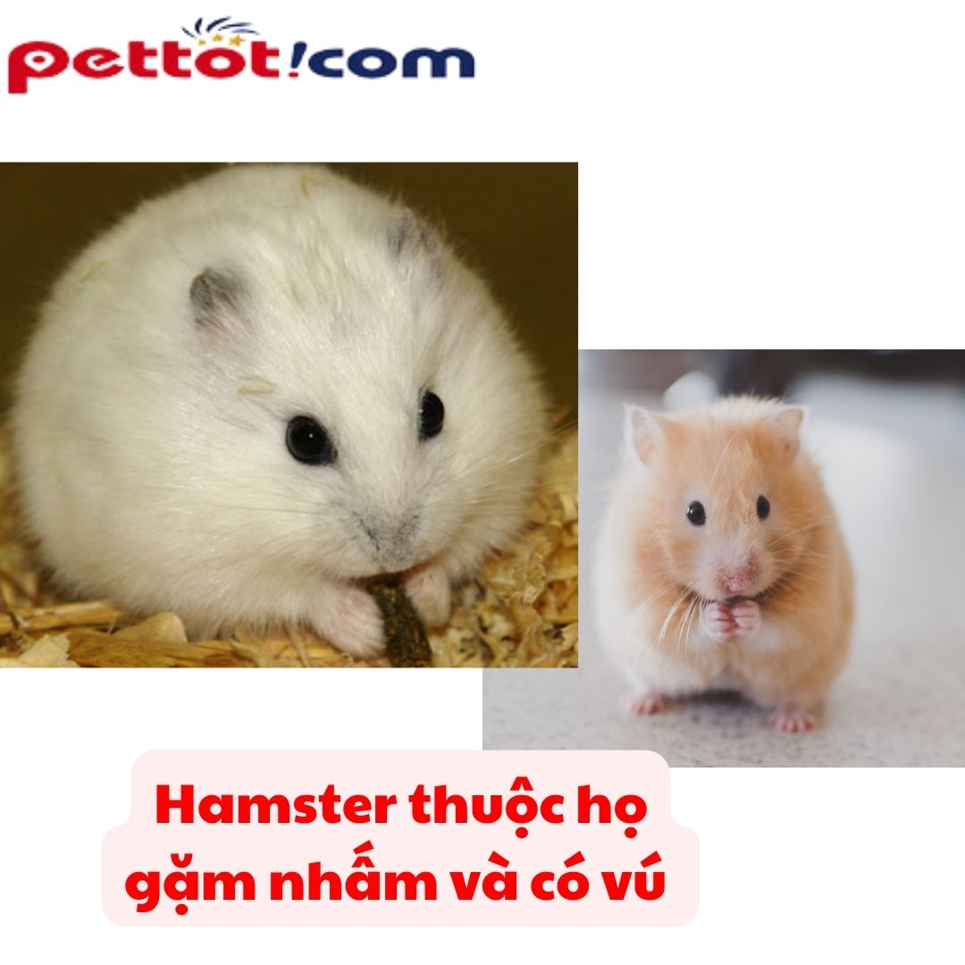 Chuột hamster ship toàn quốc thuộc họ gặm nhấm và có vú 