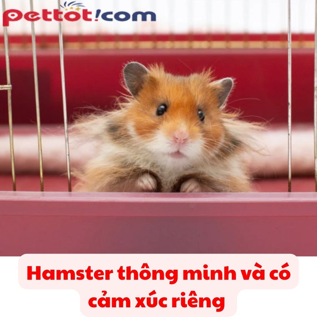 Là loại động vật thông minh, có cảm xúc riêng | Chuột hamster ship toàn quốc