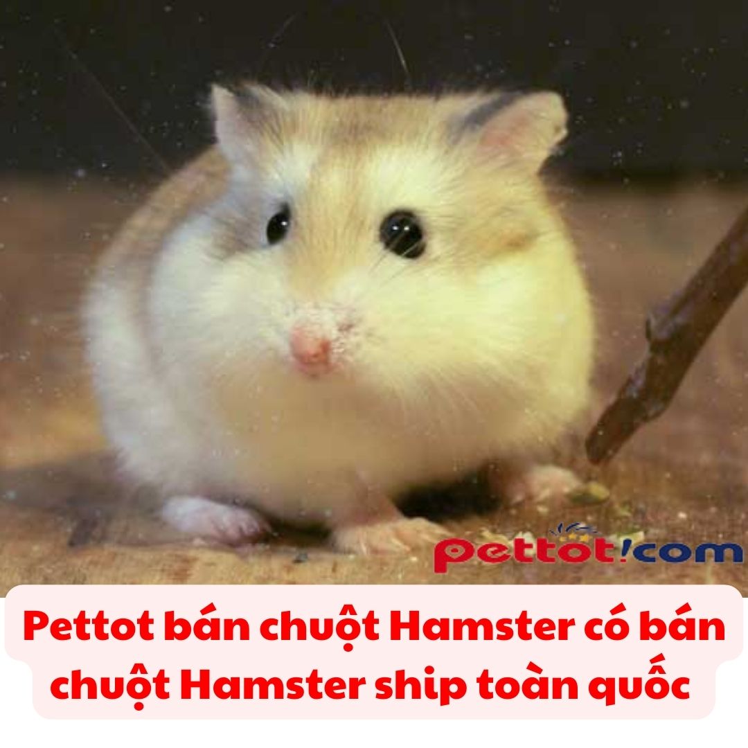 Shop bán chuột Hamster Ship toàn quốc【Giá Rẻ Nhất 】
