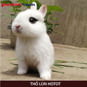 Thỏ lùn Hotot - 10 giống thỏ nhỏ nhất 