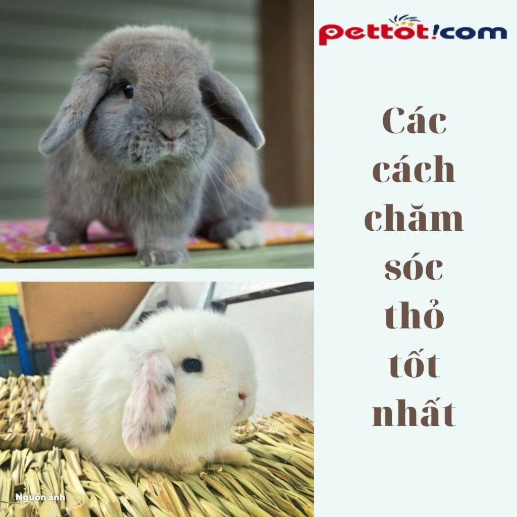 Cách chăm sóc Thỏ tai cụp Hà Lan - thỏ tai cụp Hà Lan