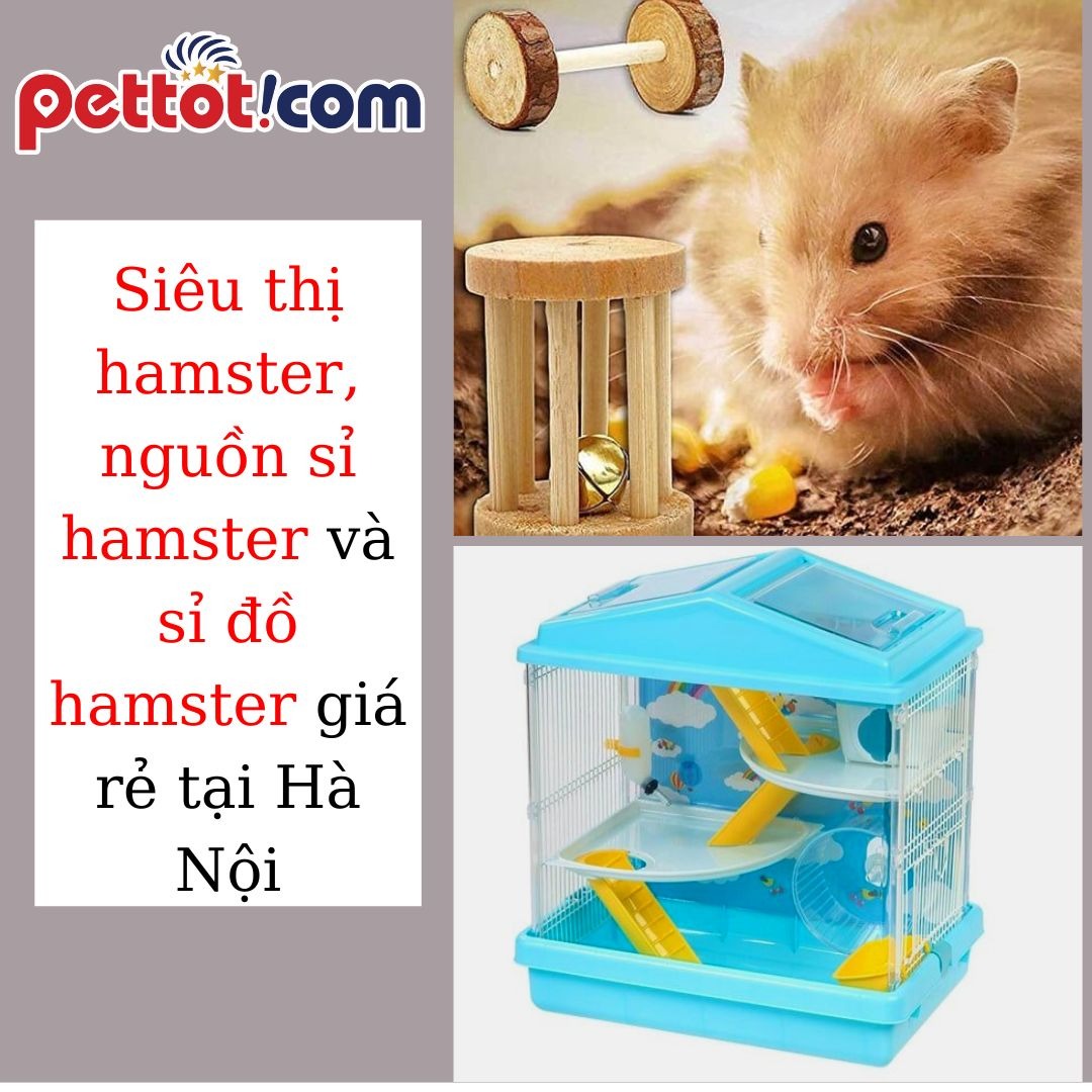 Siêu thị hamster, nguồn sỉ hamster và sỉ đồ hamster giá rẻ tại Hà Nội