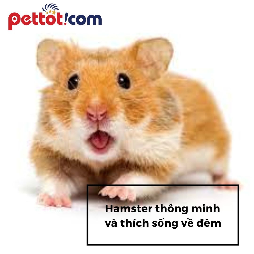 Hamster là loại động vật thế nào? Siêu thị hamster 