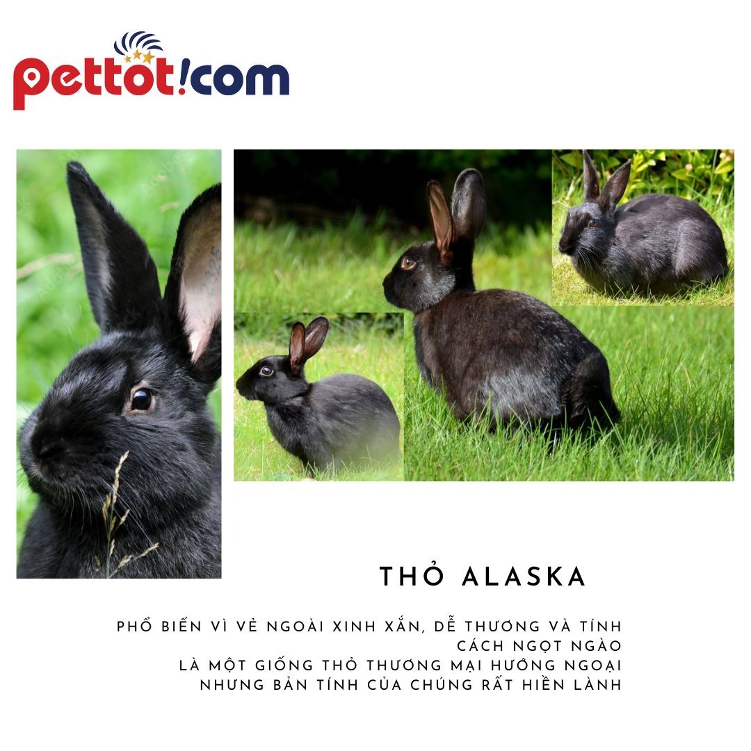 Thỏ Alaska Giá rẻ nhất thị trường | Cách chăm sóc thỏ tốt nhất