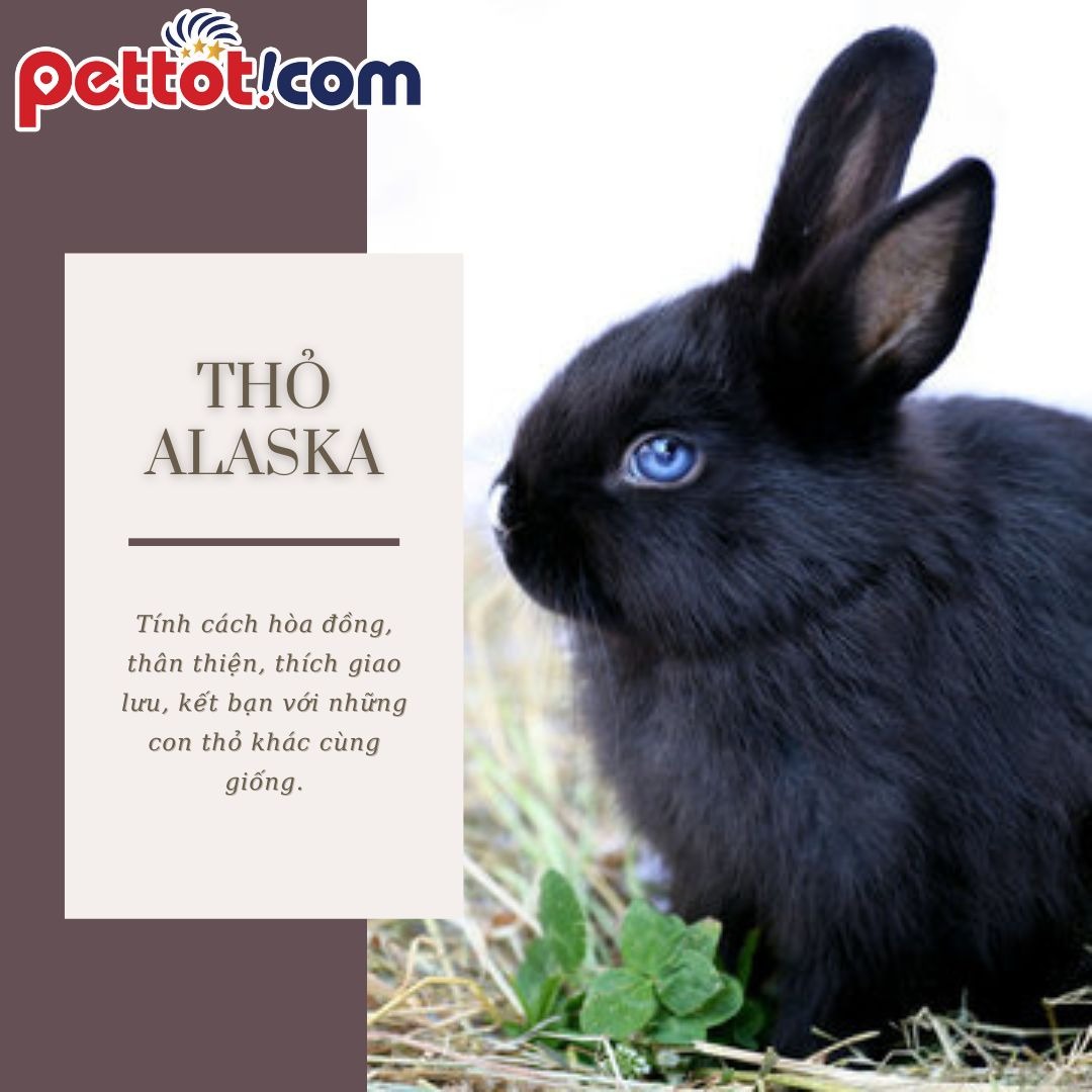 Thỏ Alaska có hòa nhập với các vật nuôi khác không?